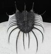 New Trilobite Species (Affinities to Quadrops) #38909-5